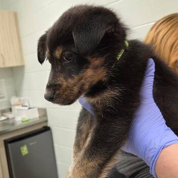 Mixed Breed Dogs Available for Adoption - Stella Luna | PetCurious