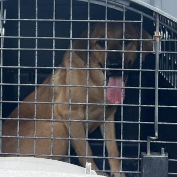 Mixed Breed Dogs Available for Adoption in Lake Jackson, Texas - Baxter | PetCurious