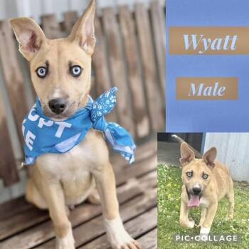 German Shepherd Dog Dogs Available for Adoption in Manchester, Connecticut - Wyatt | PetCurious