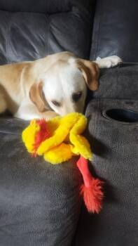 Allegra -  Labrador Retriever Dog for Adoption in Columbus, Ohio - Allegra | PetCurious
