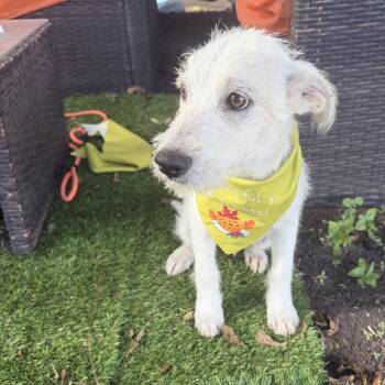 Toyo -  Cairn Terrier Dog for Adoption in Louise, Texas - Toyo | PetCurious