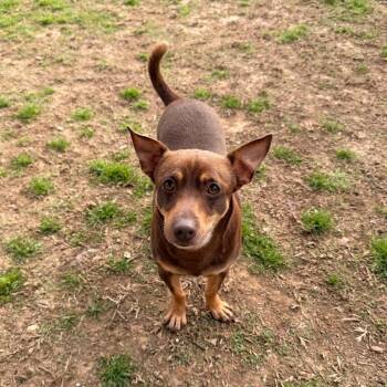 Rat Terrier and Mixed Breed Dogs Available for Adoption - Packrat | PetCurious