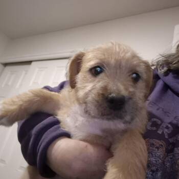 Terrier Dogs Available for Adoption - Sully | PetCurious