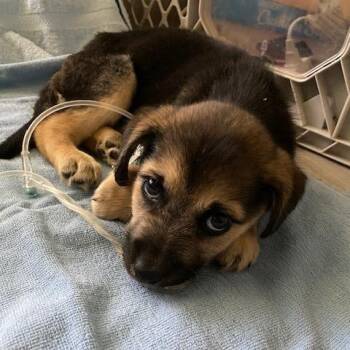Mixed Breed Dogs Available for Adoption in Austin, Texas - Lion Turtle | PetCurious