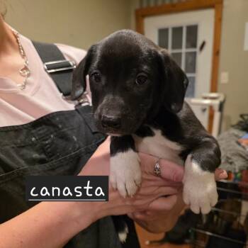Canasta -  Mixed Breed Dog for Adoption in Glenfield, New York - Canasta | PetCurious