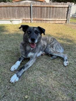 Rescue Husky Dogs for Adoption in Great Bend, Kansas - Adelind | PetCurious
