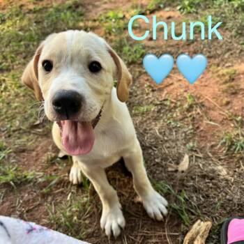 Chunk (cream arrow on head) -  Yellow Labrador Retriever and Mixed Breed Dog for Adoption in Peachtree City, Georgia - Chunk (cream Arrow On Head) | PetCurious