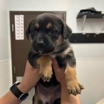 Mixed Breed Dogs Available for Adoption in Durango, Colorado - Betty | PetCurious