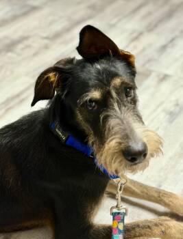 Rescue Labradoodle Dogs for Adoption in Wadsworth, Ohio - Minnie | PetCurious