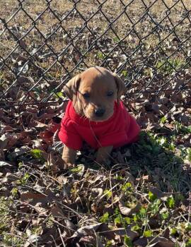 Redbone Coonhound Dogs Available for Adoption - Will- Simply The Cutest | PetCurious