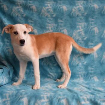 Serena -  Husky and Labrador Retriever Dog for Adoption in Eureka, California - Serena | PetCurious