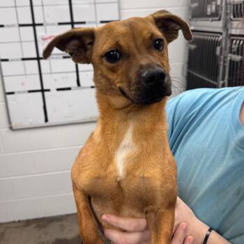 Peanut -  Mixed Breed Dog for Adoption in Columbiana, Alabama - Peanut | PetCurious