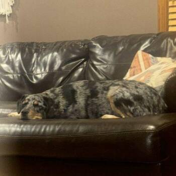 Mixed Breed Dogs Available for Adoption - Neyland | PetCurious