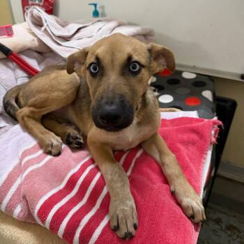Marlo -  German Shepherd Dog Dog for Adoption in Williston, Vermont - Marlo | PetCurious