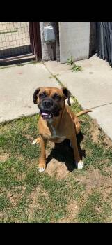 Boxer Dogs Available for Adoption - Roxie  | PetCurious