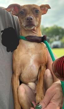 BJ -  Chiweenie Dog for Adoption in Lexington, Kentucky - BJ | PetCurious