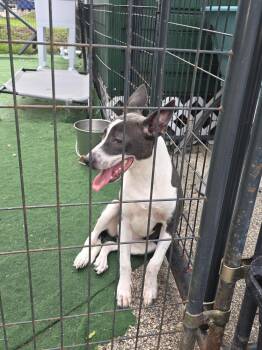 Terrier Dogs Available for Adoption in Lakeland, Florida - Tilly | PetCurious