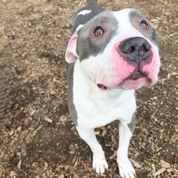 Pit Bull Terrier Dogs Available for Adoption - Apollo | PetCurious