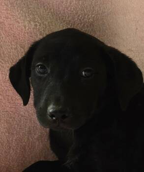 Marigold -  Shepherd and Labrador Retriever Dog for Adoption in Newport, Tennessee - Marigold | PetCurious