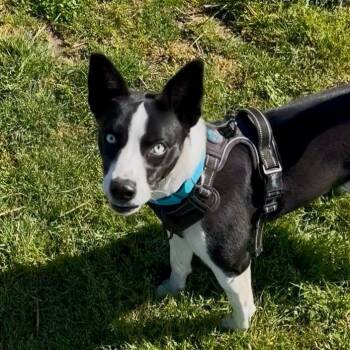Bailey - Sponsored by Amelia Root -  Basenji and Mixed Breed Dog for Adoption in Newberg, Oregon - Bailey - Sponsored By Amelia Root | PetCurious