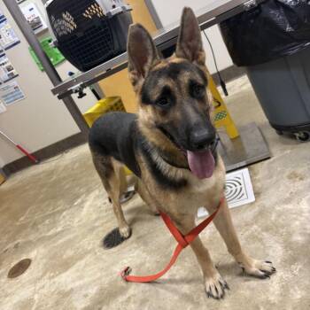 Barney- 100613U -  German Shepherd Dog Dog for Adoption in Tupelo, Mississippi - Barney- 100613U | PetCurious