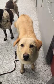 Terrier Dogs Available for Adoption in Athens, Tennessee - Mary | PetCurious