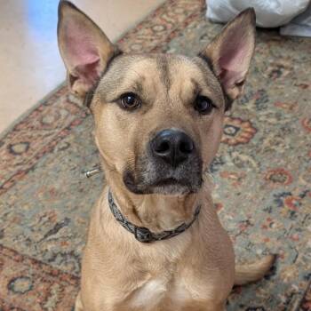 Rocky -  Mixed Breed Dog for Adoption in Walden, New York - Rocky | PetCurious