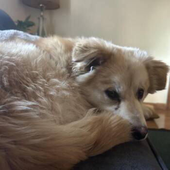 Mixed Breed Dogs Available for Adoption in Buffalo, Minnesota - Schnoodles | PetCurious