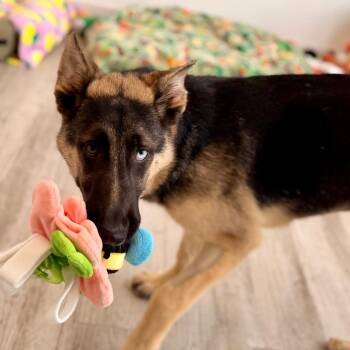 German Shepherd Dog and Mixed Breed Dogs Available for Adoption in Green Bay, Wisconsin - Winter | PetCurious