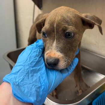 Bernard -  Pit Bull Terrier Dog for Adoption in Birmingham, Alabama - Bernard | PetCurious