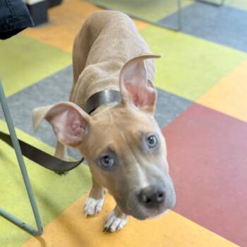 Mixed Breed Dogs Available for Adoption - Puparoo | PetCurious