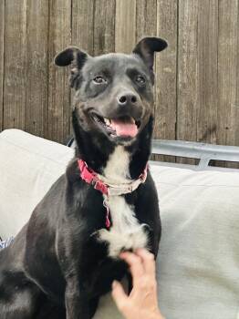 Ommi -  Pit Bull Terrier and Cattle Dog Dog for Adoption in Lafayette, Colorado - Ommi | PetCurious