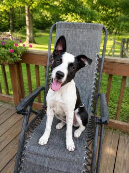 Nacho -  Labrador Retriever and Border Collie Dog Available for Adoption in Houston, Texas - Nacho | PetCurious