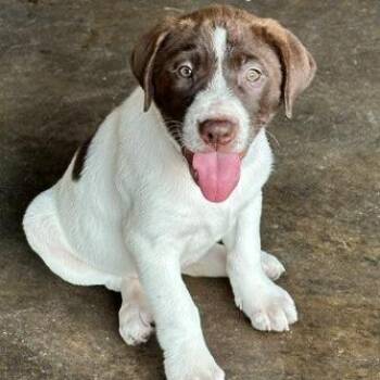 Kenzie -  Shar Pei and German Shorthaired Pointer Dog for Adoption in Normal, Illinois - Kenzie | PetCurious