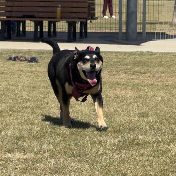Terrier Dogs Available for Adoption - Cora IV (New Digs) | PetCurious