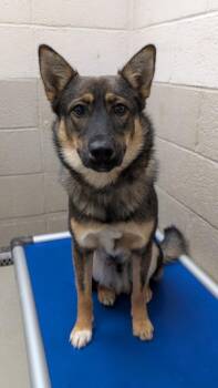 Rocky -  Shepherd Dog for Adoption in Havre, Montana - Rocky | PetCurious