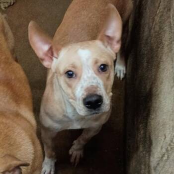 Pit Bull Terrier and Cattle Dog Dogs Available for Adoption - Lilly D46078 | PetCurious