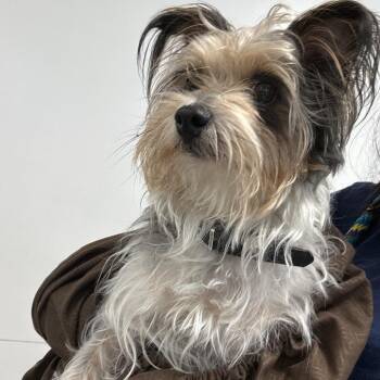 Flame -  Mixed Breed Dog for Adoption in Philadelphia, Pennsylvania - Flame | PetCurious