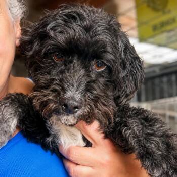 Gigi -  Poodle Dog for Adoption in Sonoma, California - Gigi | PetCurious