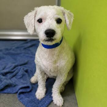 Wool Smith -  Poodle Dog for Adoption in San Jacinto, California - Wool Smith | PetCurious
