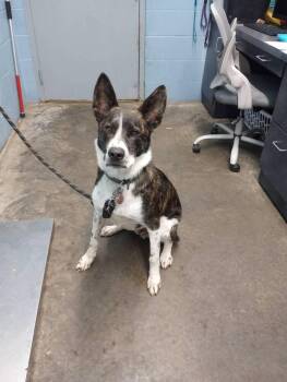 Mighty Zeus -  Pit Bull Terrier Dog for Adoption in Evansville, Indiana - Mighty Zeus | PetCurious