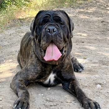 Gertie -  Cane Corso and Mastiff Dog for Adoption in Riverside, California - Gertie | PetCurious