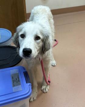 Opal -  Great Pyrenees Dog for Adoption in Kennewick, Washington - Opal | PetCurious