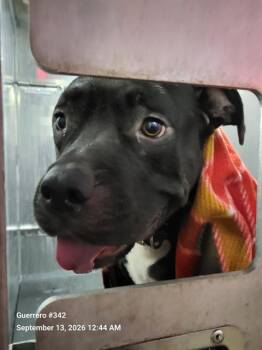MEETBALL -  American Staffordshire Terrier Dog for Adoption in San Antonio, Texas - MEETBALL | PetCurious