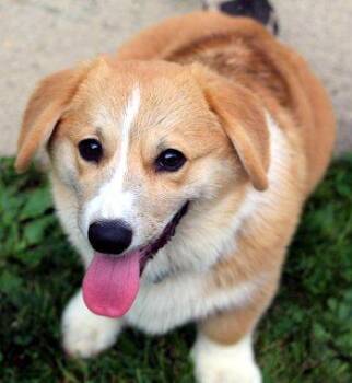 Peter Feeter -  Corgi Dog for Adoption in Bedford Hills, New York - Peter Feeter | PetCurious