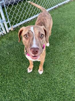 Mixed Breed Dogs Available for Adoption in Cedar Rapids, Iowa - Nora | PetCurious