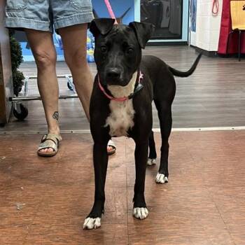 Jasmine -  Pit Bull Terrier Dog Available for Adoption in East St. Louis, Illinois - Jasmine | PetCurious