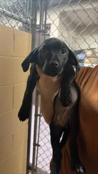 Mixed Breed Dogs Available for Adoption - Gwinnie | PetCurious