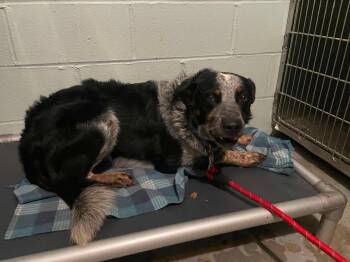 Balloo -  Cattle Dog Dog for Adoption in Frenchburg, Kentucky - Balloo | PetCurious