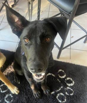 Rescue Labrador Retriever Dogs for Adoption in Coldwater, Michigan - Leo | PetCurious